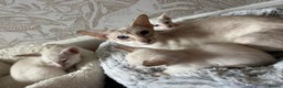 Siamese cats for sale: Beautiful loving Siamese female - Advert 3