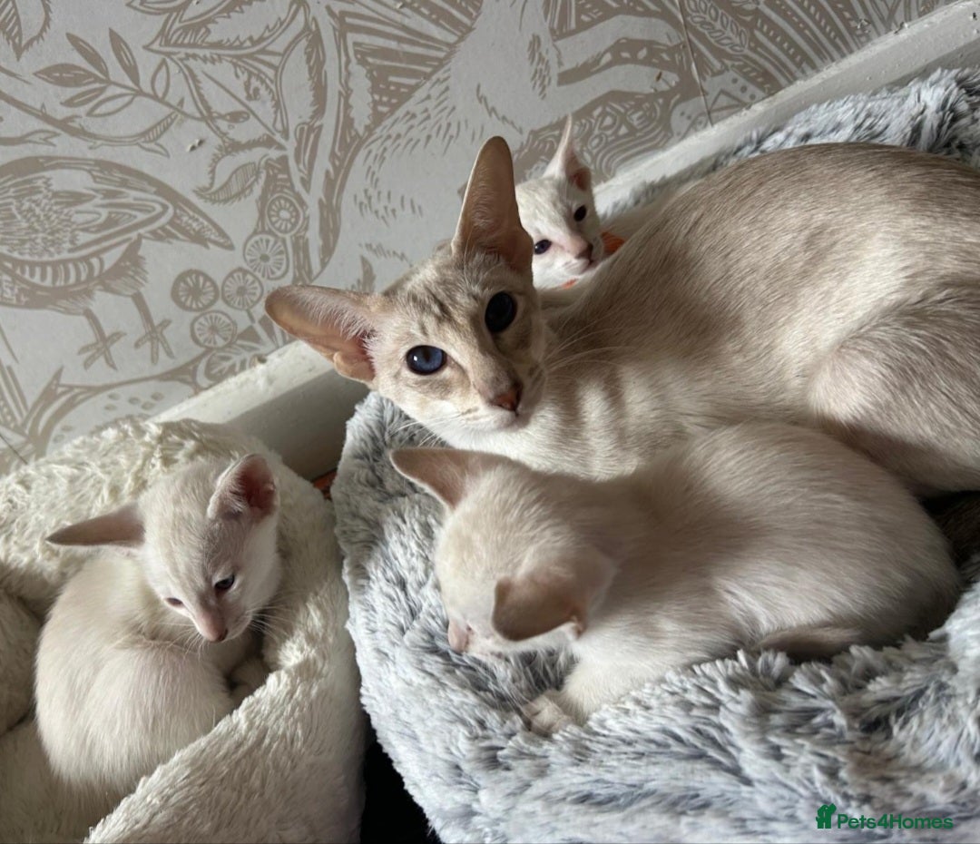 Siamese cats for sale: Beautiful loving Siamese female - Advert 3