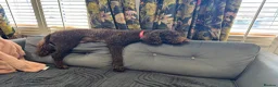 Poodle dogs for sale: Show Cockapoo F1 puppies due in 4 weeks  - Advert 6