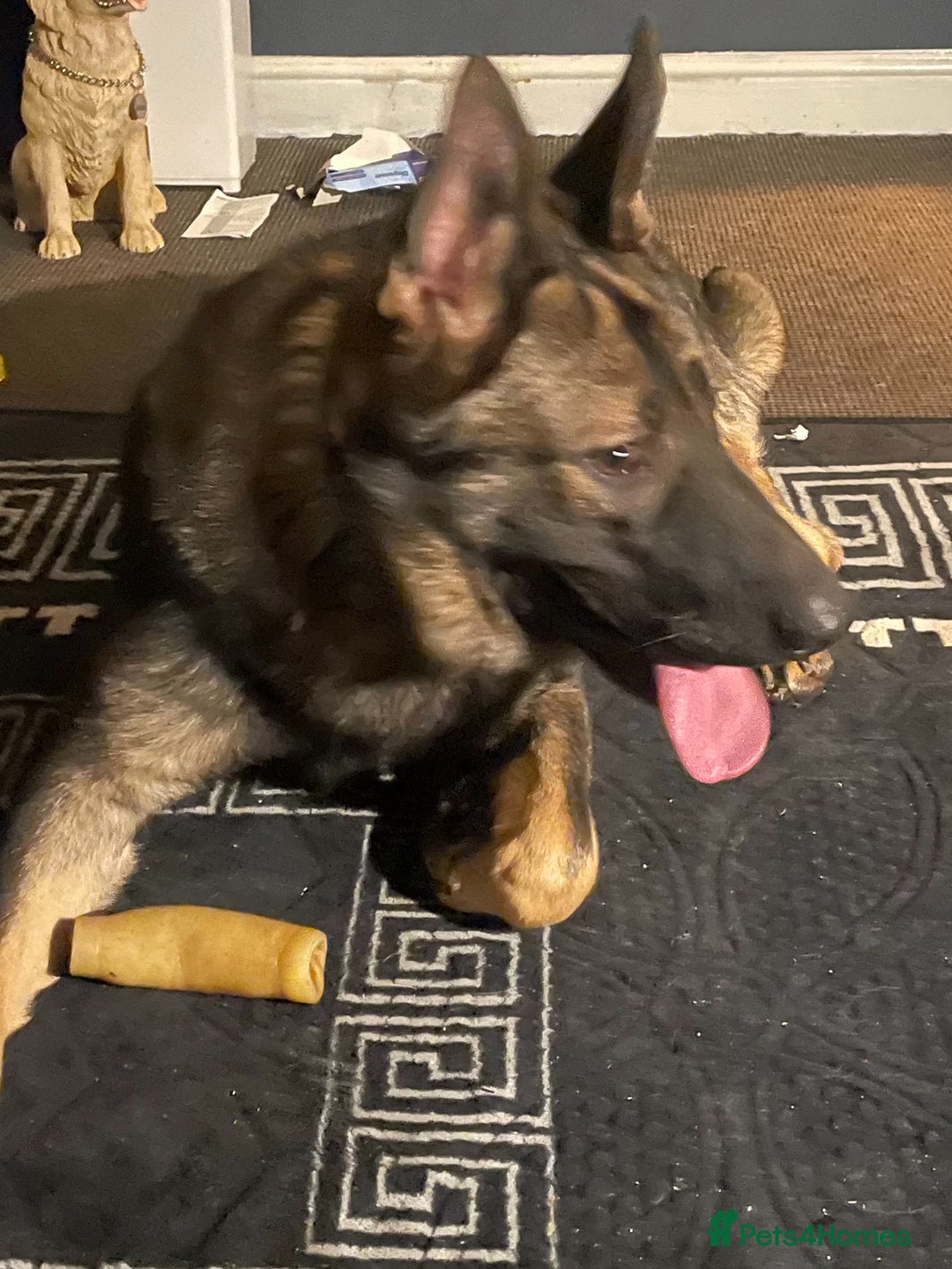 German Shepherd dogs for sale: 10-month German Shepard  - Advert 1