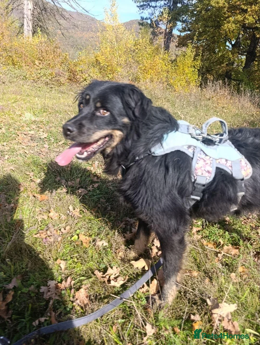 Mixed Breed dogs for adoption: Alexander - Advert 2