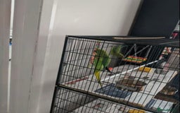 Parrots birds for sale: LOVELY PARR0TS WITH CAGE - Image 4