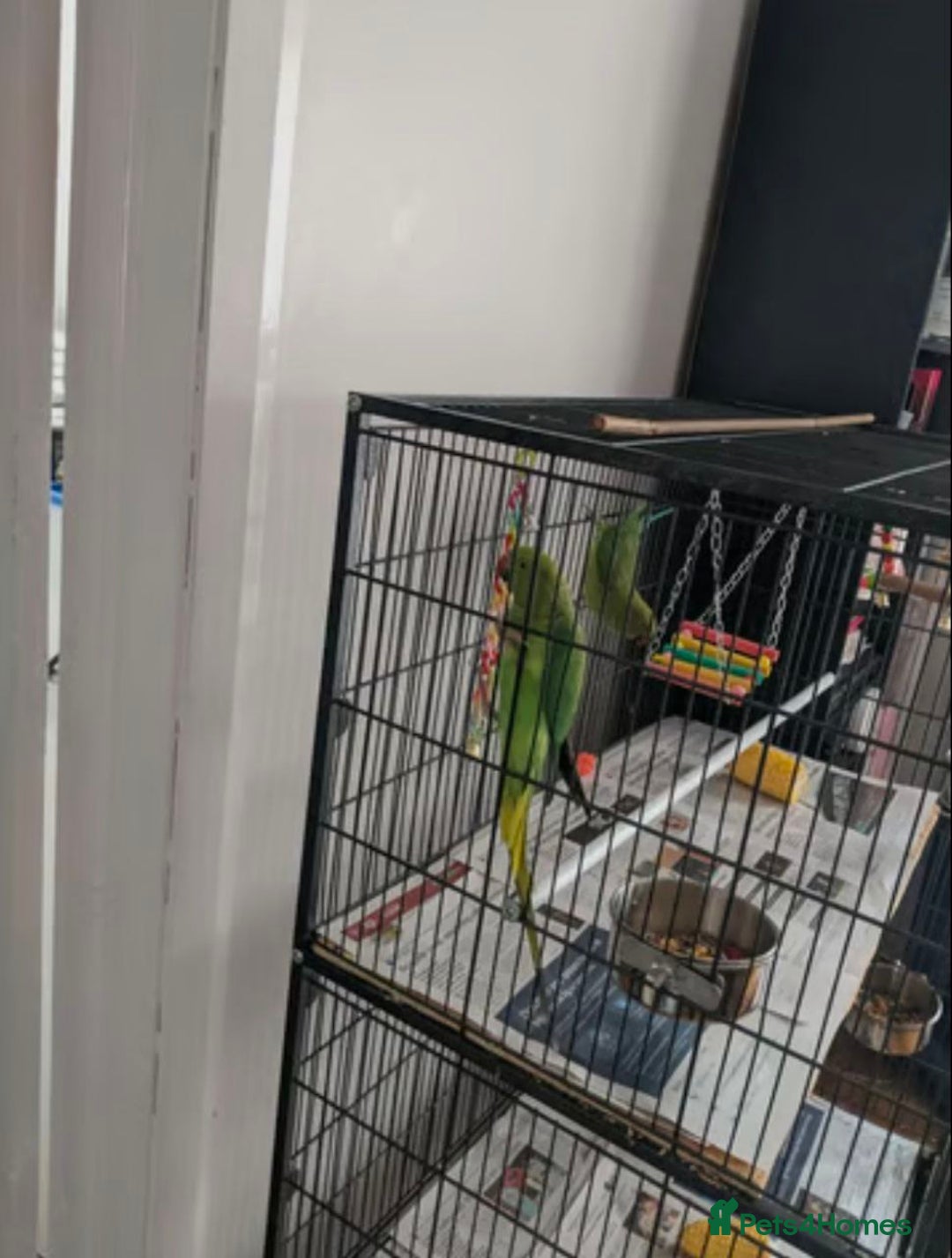 Parrots birds for sale: LOVELY PARR0TS WITH CAGE - Image 4