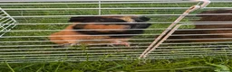Guinea Pig rodents for sale: Two male guinea pigs  in Houghton le Spring - Advert 4