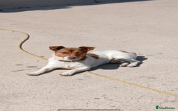 Jack Russell dogs for sale: 4. Beautiful Jack Russell. Pups - Image 15