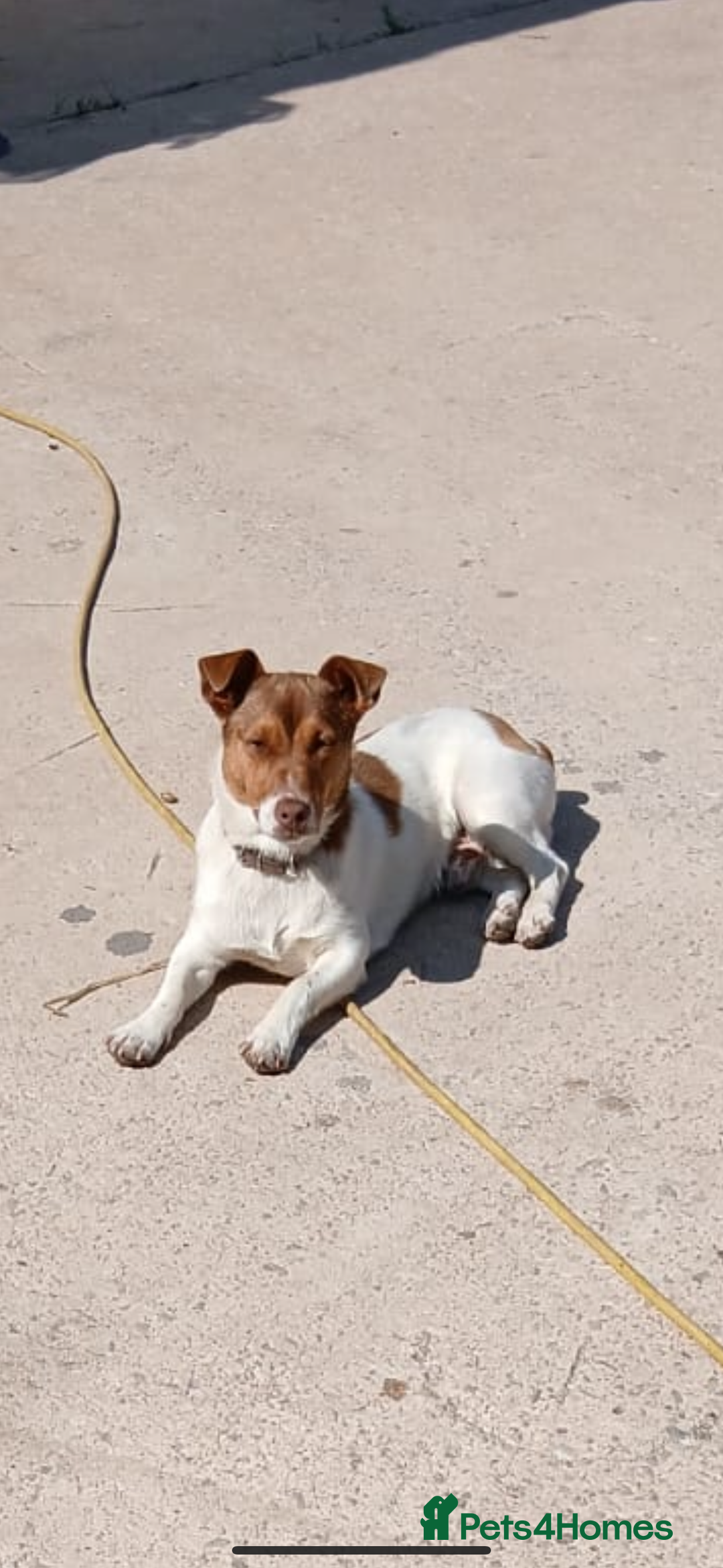 Jack Russell dogs for sale: 4. Beautiful Jack Russell. Pups - Image 15