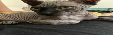 Sphynx 1