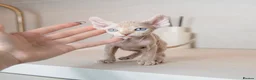 Sphynx cats for sale: Rare tabby champion Sphynx kittens  - Advert 8
