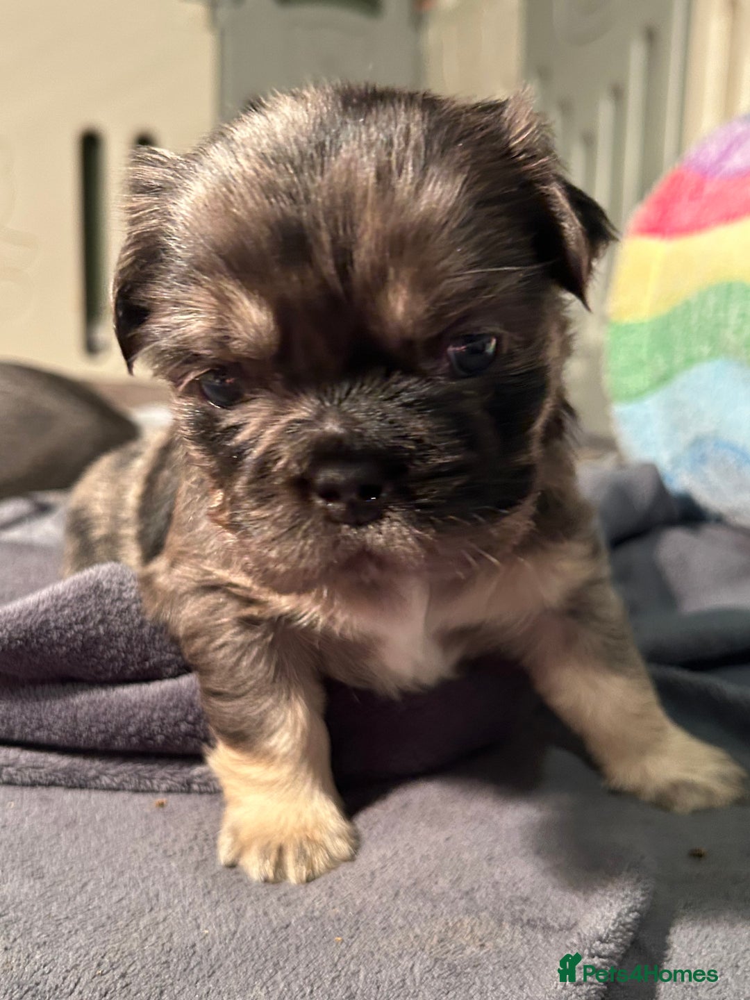 French Bulldog dogs for sale: 🐾🔥 Fluffy French bulldogs 🔥🐾 - Advert 7