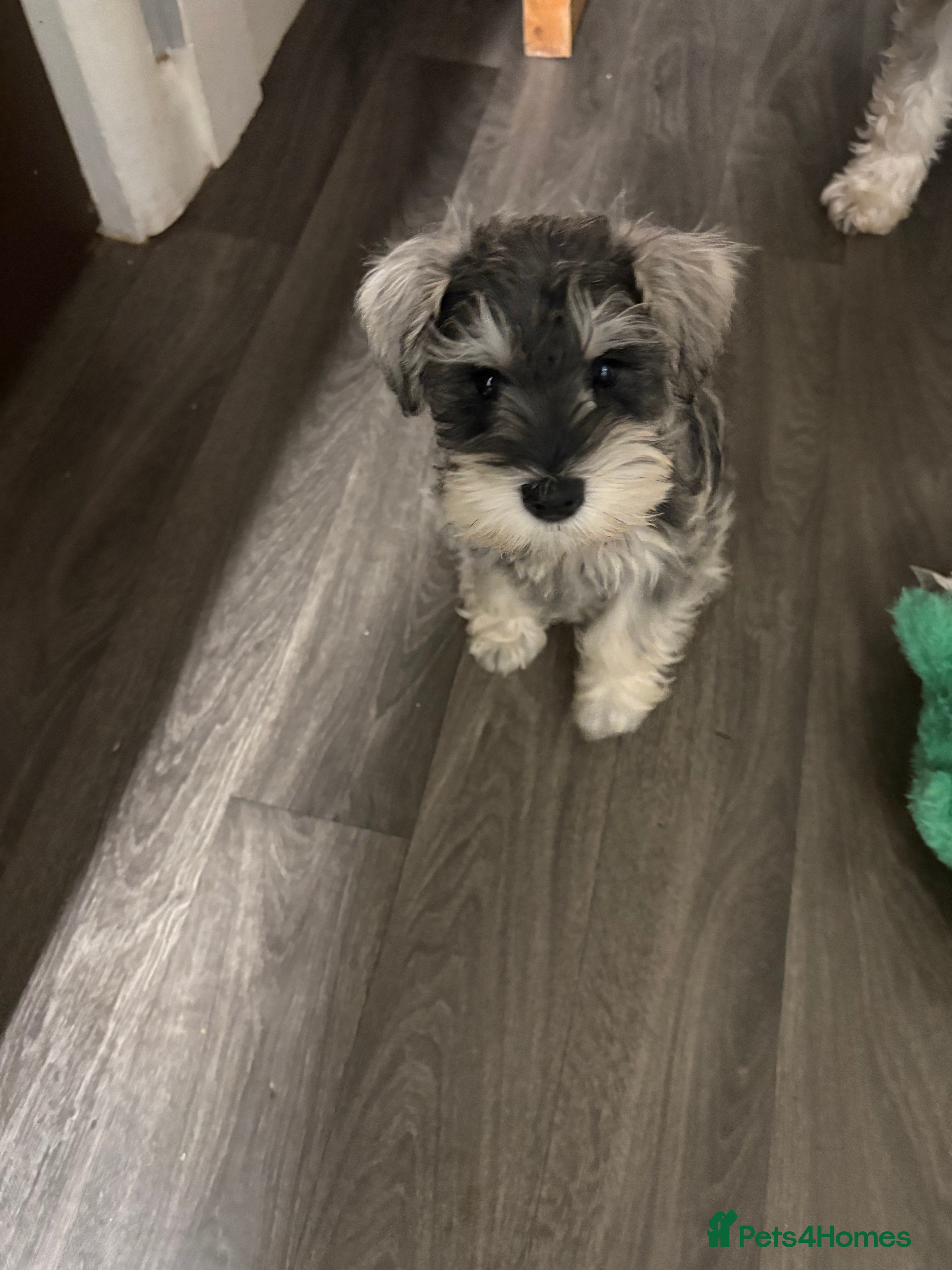 Miniature Schnauzer dogs Cutest mini schnauzer Ready to go !! - Advert 4