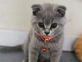 Scottish Fold cats 7 Scottish fold 😍beautiful healthy kittens - Advert 14