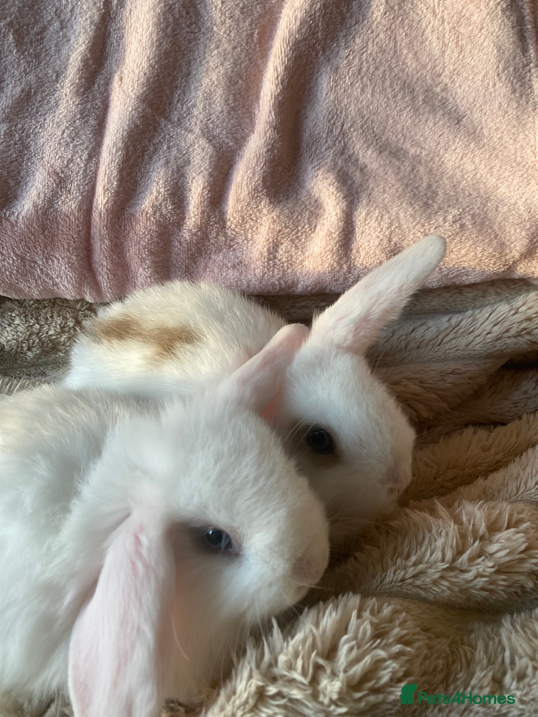 Mini Lop rabbits for sale: Boy and girl  - Advert 4