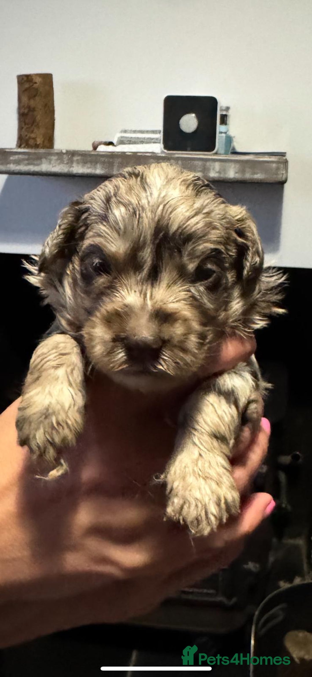 Cockapoo dogs for sale:  Tiny merle cockapoos   - Image 4
