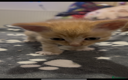 Domestic Shorthair cats for sale: 4 beautiful kittens looking for homes 🏡🥰 - Image 9