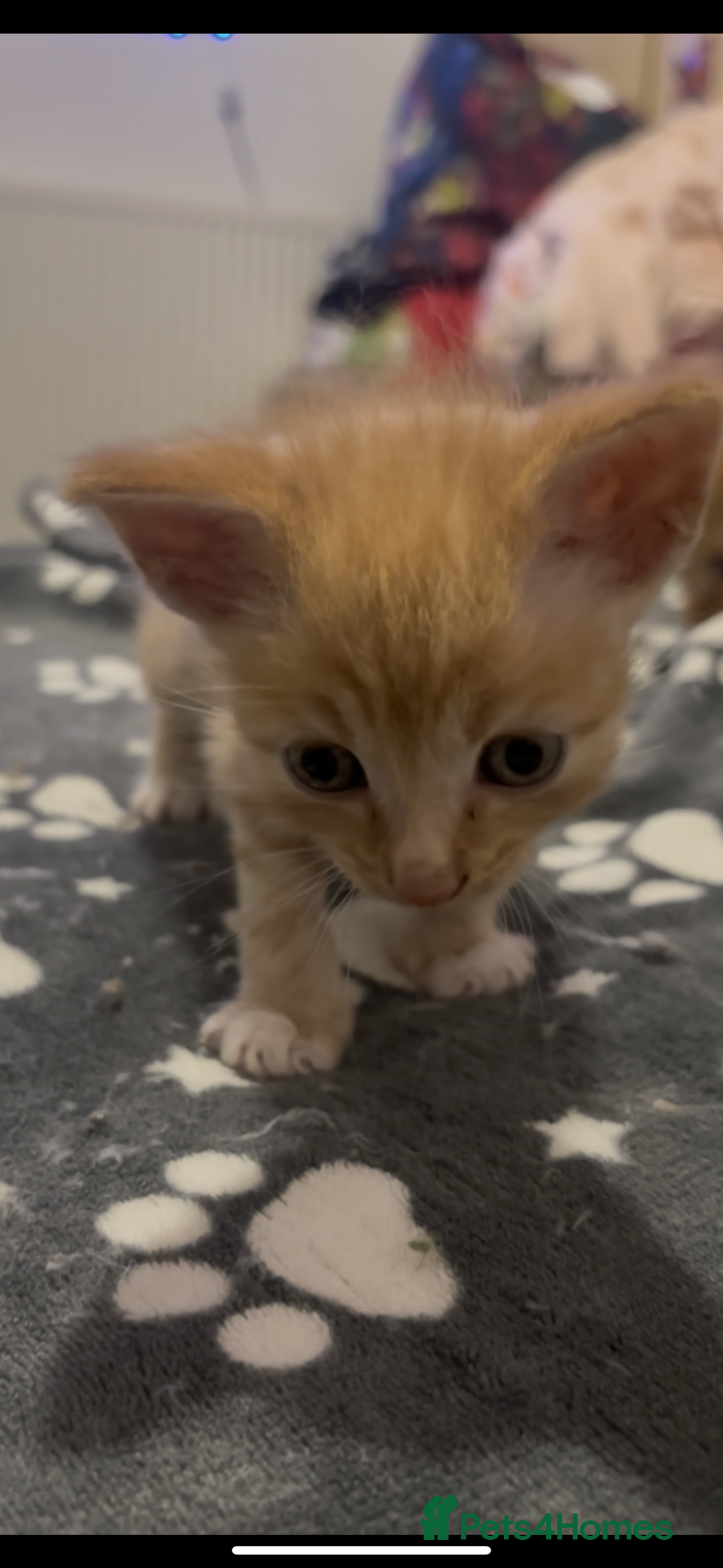 Domestic Shorthair cats for sale: 4 beautiful kittens looking for homes 🏡🥰 - Image 9