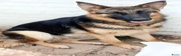 German Shepherd dogs for sale: 3 year old female German shepherd needs new home  - Advert 6