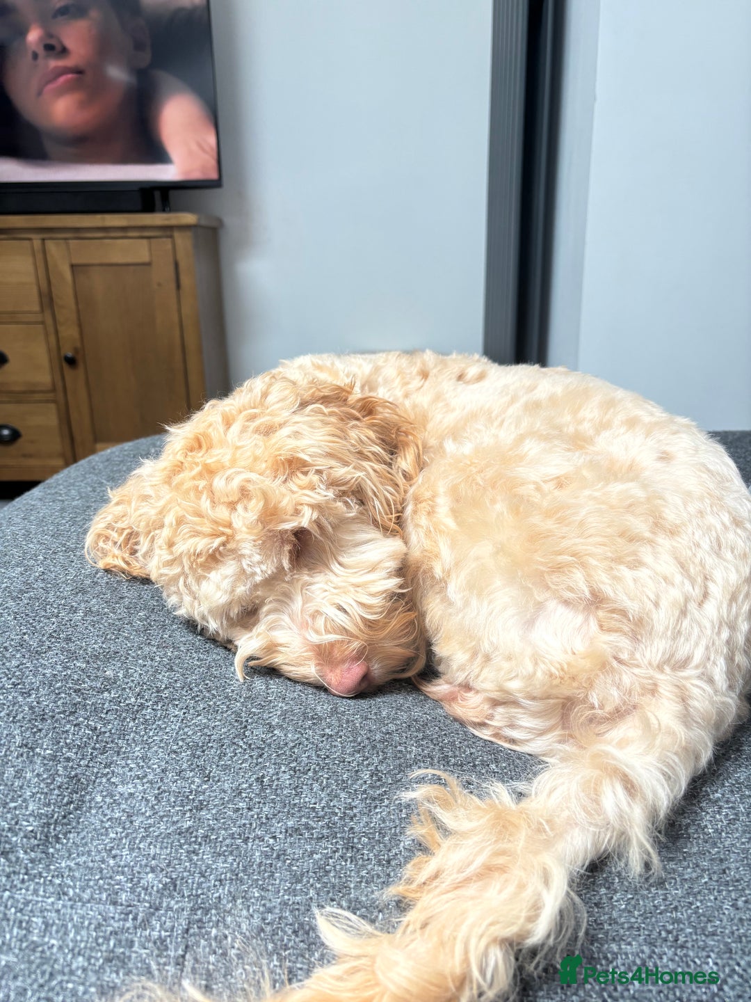 Cockapoo dogs for sale: Willow 16 month old cockapoo - Advert 3