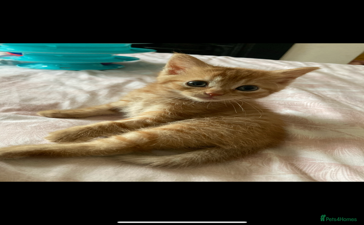 Mixed Breed cats - Advert 4