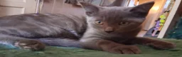 Mixed Breed cats for sale: ⭐️🐈SUPERB BENGAL X RUSSIAN BLUE 🐈⭐️ in Hatfield - Advert 36