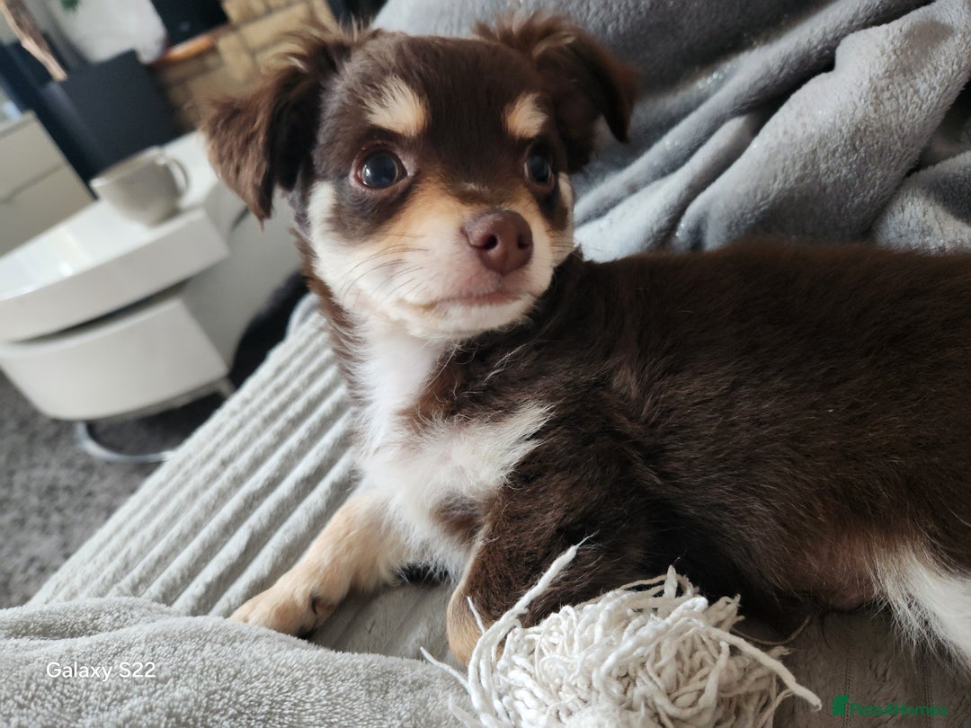 Chihuahua dogs for sale: Chocolate & White Long-Haired Chihuahua– Ready Now - Image 2