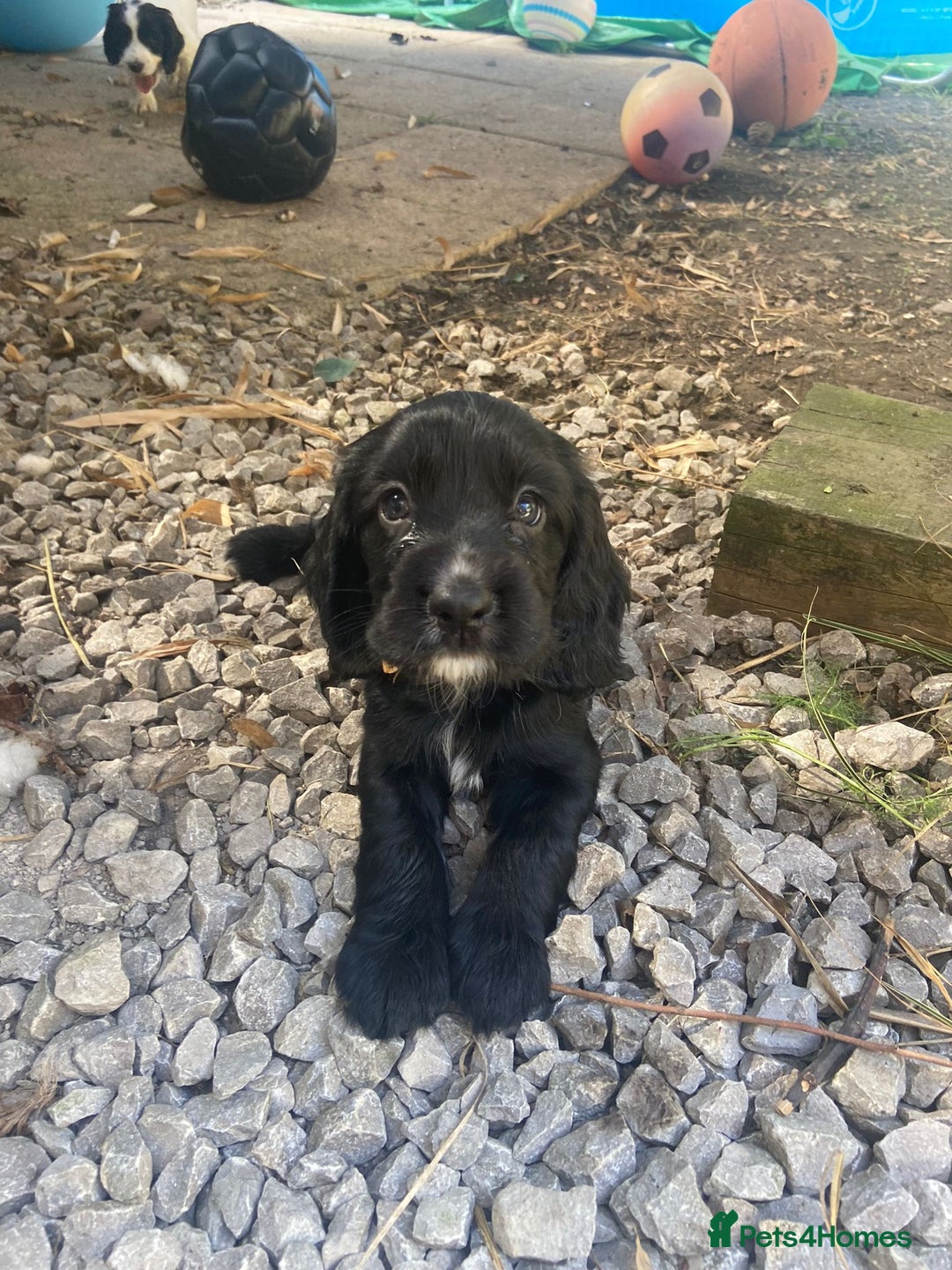 Cocker Spaniel dogs for sale: Cocker spaniel puppies  - Image 5