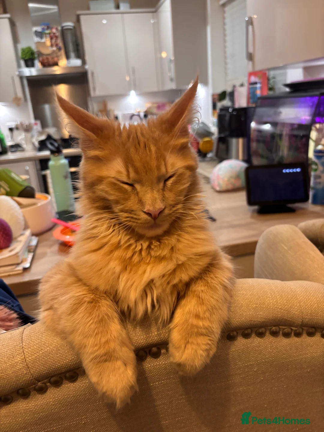 Maine Coon cats for sale: Cream female Maine coon  in Middlewich - Advert 1