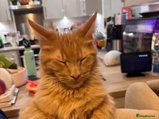 Maine Coon cats Cream female Maine coon - Advert 9