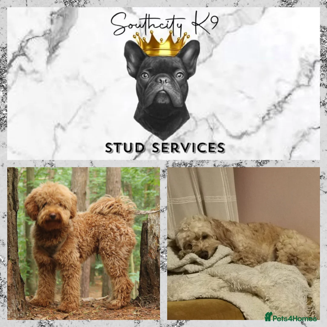 Miniature Poodle dogs for stud: RUPERT MINIATURE POODLE in Southampton - Advert 11