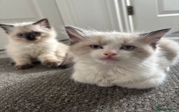 Ragdoll cats for sale: Ragdoll kittens - Image 20
