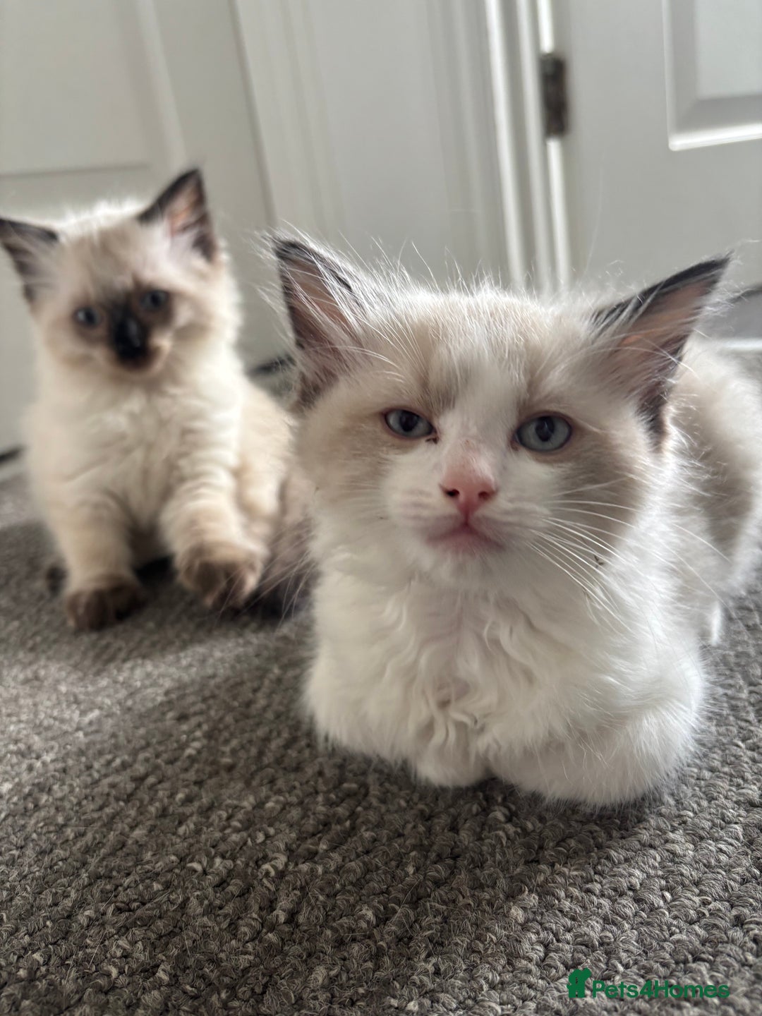 Ragdoll cats for sale: Ragdoll kittens - Image 20