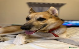 Shepsky dogs for sale: Urgent Rehoming – Loving Dog Needs Safe Home - Image 6