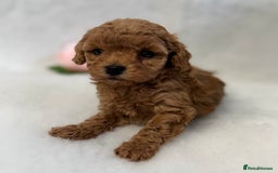 Toy Poodle dogs for sale: Asian toy poodles  - Image 6