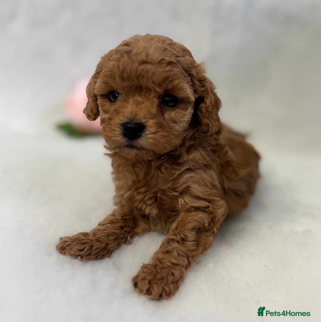 Toy Poodle dogs for sale: Asian toy poodles  - Image 6