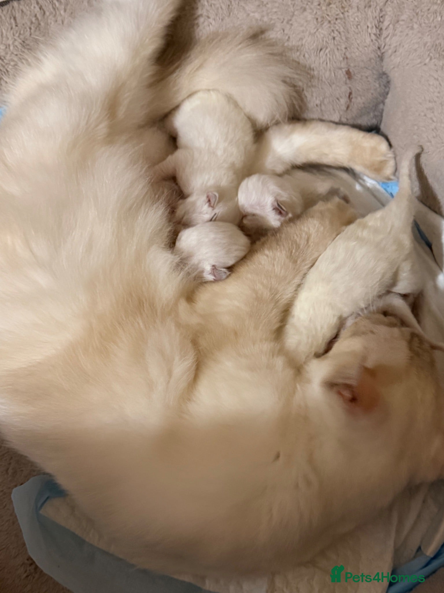 Ragdoll cats ⭐️ TICA Reg ⭐️ 👑 Champion Line 👑 Ragdoll Kittens - Advert 2