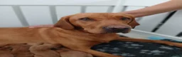 Labrador Retriever dogs for sale: Fox red labradors by Mochuto hot off the press - Advert 6