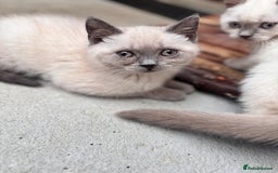 British Shorthair cats for sale: British shorthair GGCF Blue colourpoint kittens  - Image 6