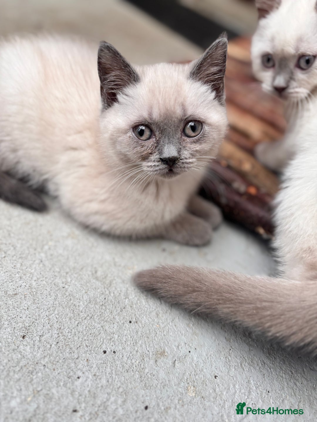 British Shorthair cats for sale: British shorthair GGCF Blue colourpoint kittens  - Image 6