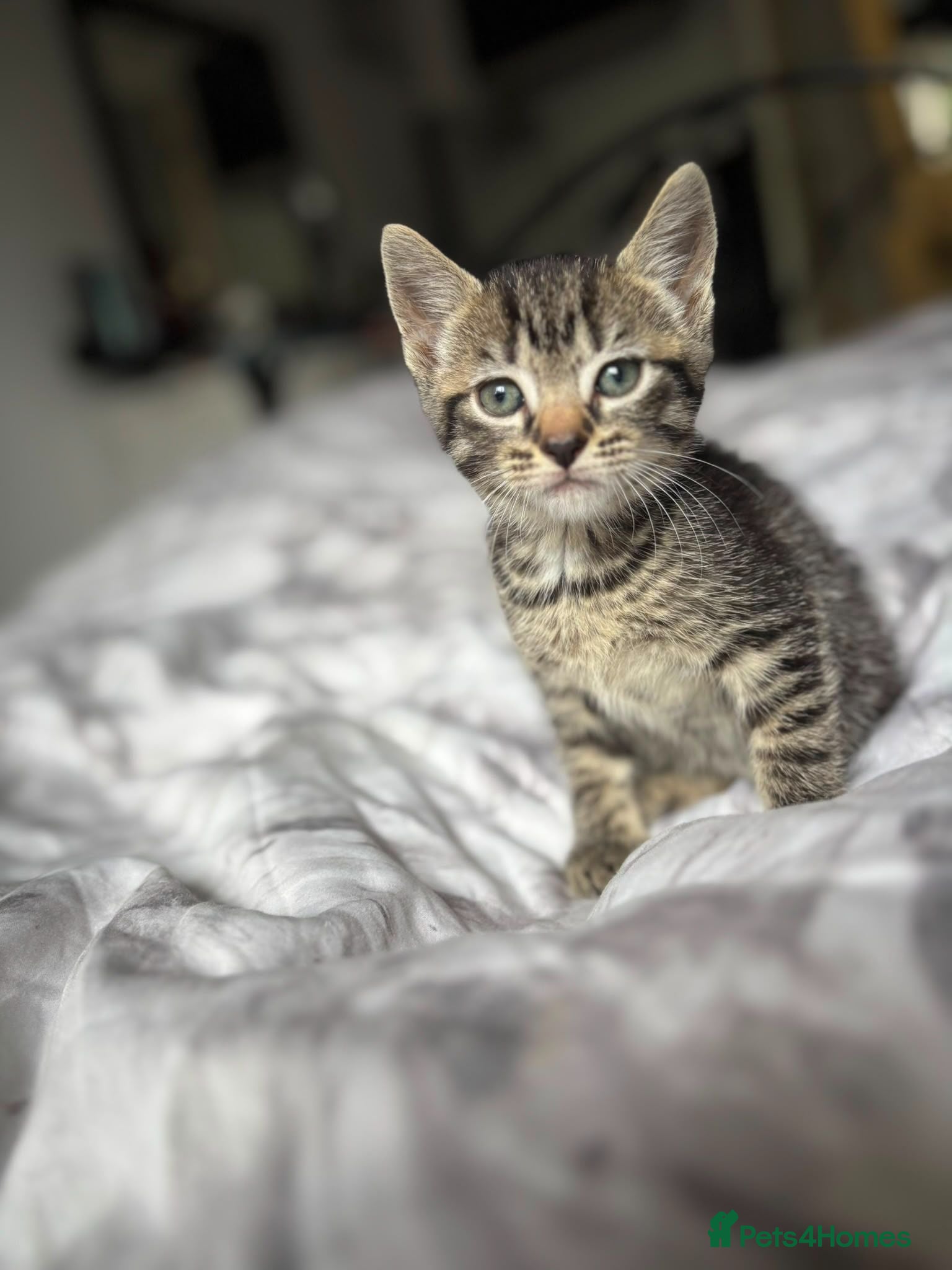 Mixed Breed cats Stormpoint Bengals x Kittens - Advert 2