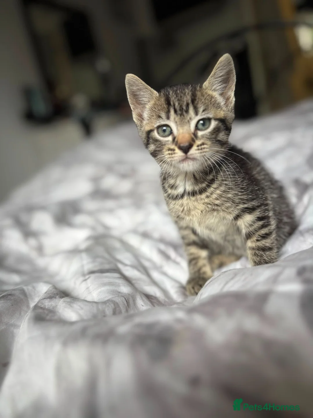 Mixed Breed cats for sale: Stormpoint Bengals x Kittens in Enfield - Advert 2
