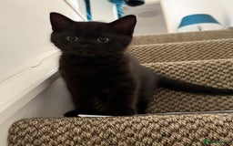 Mixed Breed cats for sale: Beautiful Chocolate Boy - Image 5