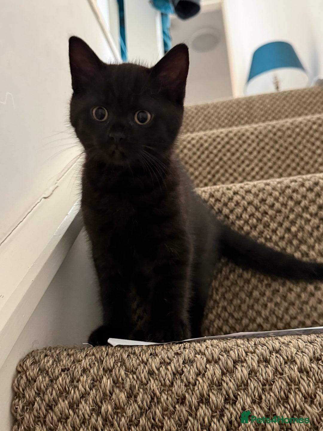 Mixed Breed cats for sale: Beautiful Chocolate Boy - Image 5