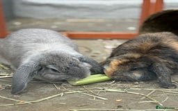 Mini Lop rabbits for sale: 2 Mini Lops - 4 months old  - Image 1