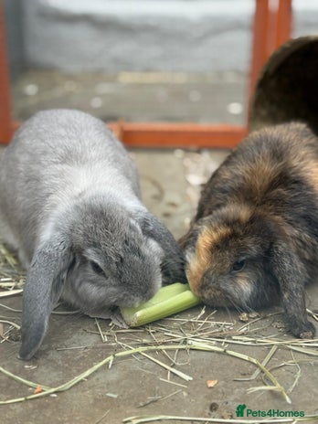 Mini Lop rabbits - Advert 6
