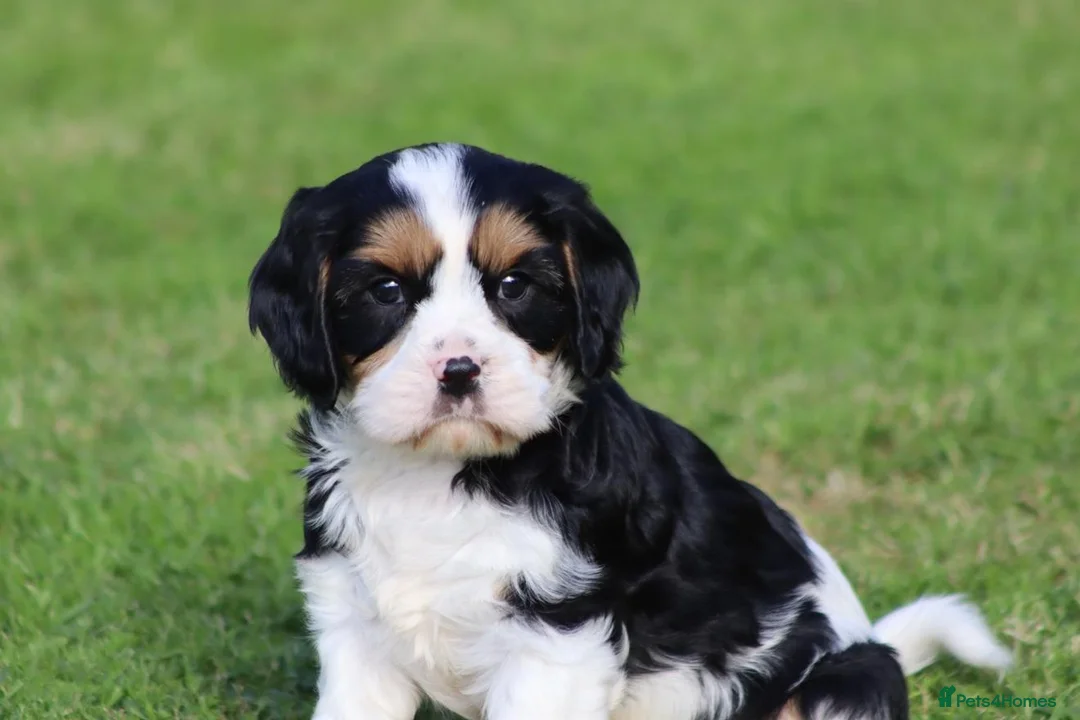 Cavachon dogs for sale: Beautiful Cavachon puppies for sale - Advert 40