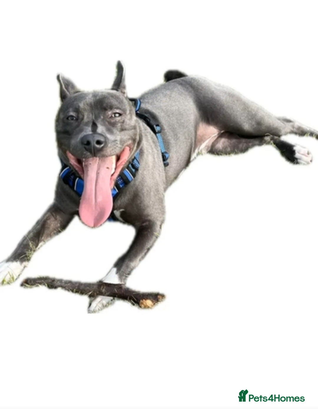 Staffordshire Bull Terrier dogs for stud: Snoopy Staffordshire Bull Terrier Blue in Basildon - Advert 3