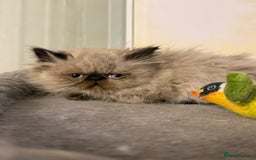 Persian cats for sale: Persians blue eyes  - Image 1