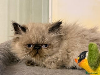Persian cats for sale - Advert 2