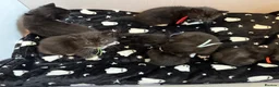 Mixed Breed cats for sale: 10 Beautiful chunky kittens for sale 🐾🎃👻 - Advert 15