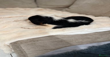 Cavalier King Charles Spaniel dogs  Cavalier King Charles Spaniels  - Advert 4