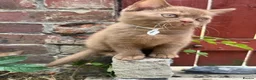 British Shorthair cats for sale: 5 Adorable Brown British Shorthair Kittens - Advert 4